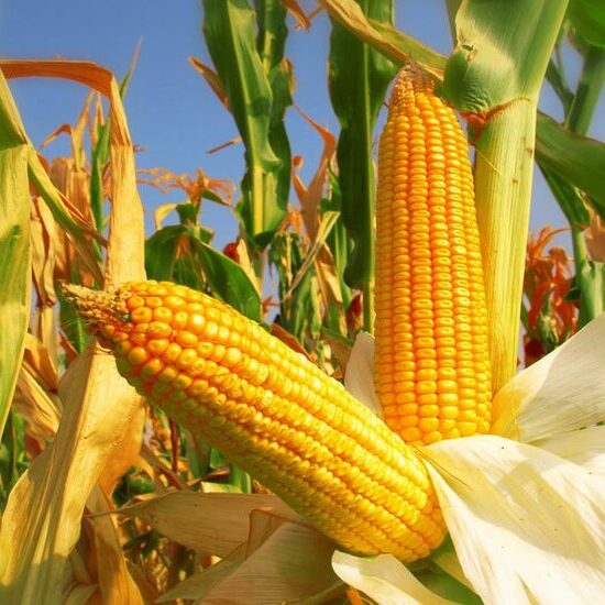 Corn Productivity Improvement Strategy through Appropriate Technology