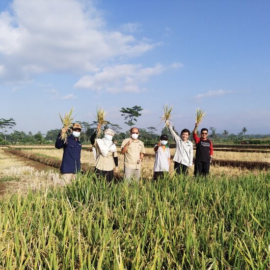 Meningkatkan Produksi Padi Melalui Penggunaan Benih Berkualitas Tinggi