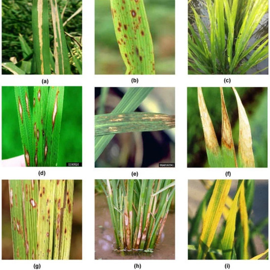 Practical Guide: How to Overcome Blast Disease in Rice Plants