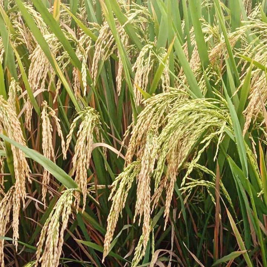 The Secret to Successfully Increasing Rice Yields with Modern Cultivation Techniques!