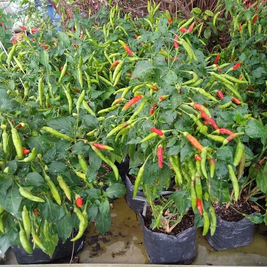 Guide to Planting Cayenne Pepper in Pots for Abundant Fruit