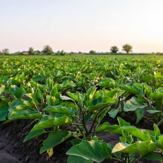 Organic Eggplant Cultivation Techniques: Integrated Farming Approach and Biological Control