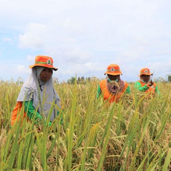 Rice Economy in Indonesia: Production Cost, Selling Price, and Farming Business Analysis