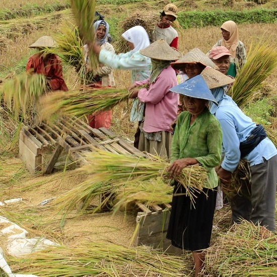 Social and Economic Impacts of Rice Cultivation: Important Roles, Social Implications, and Government Policies