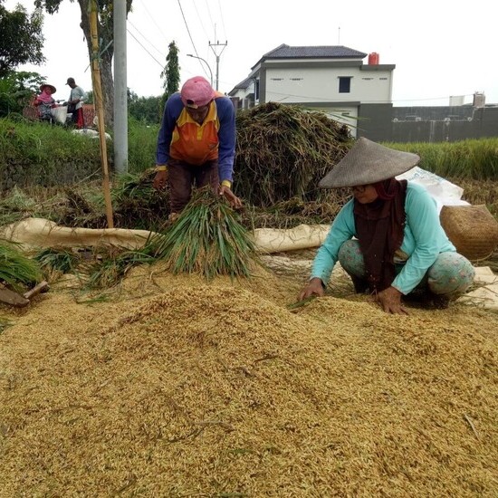 Grain Prices Plunge, Farmers Cry: Challenges and Solutions for Sustainable Agriculture