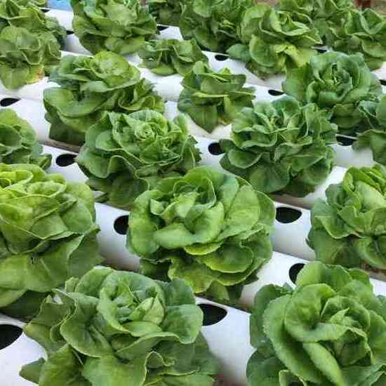 Tips for Successful Hydroponic Farming for Beginners