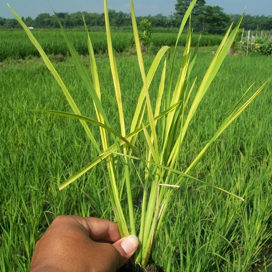 Effective Ways to Eradicate Pests and Diseases in Rice Plants