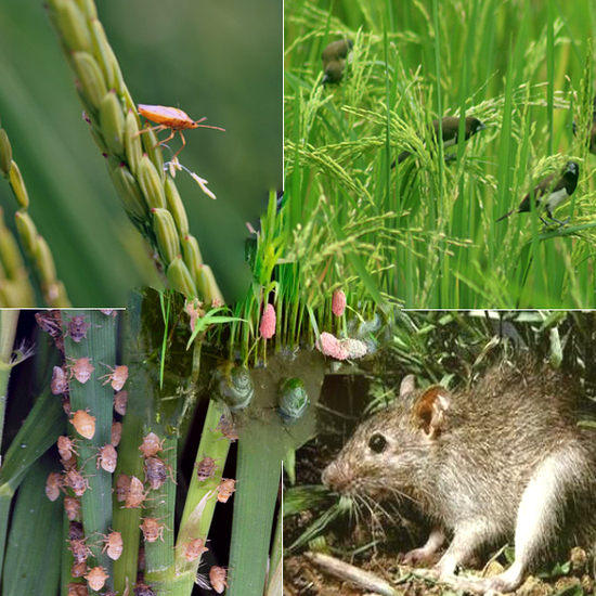 Understanding Types of Rice Plant Pests and Diseases: Symptoms, Impacts, and Effective Control Strategies