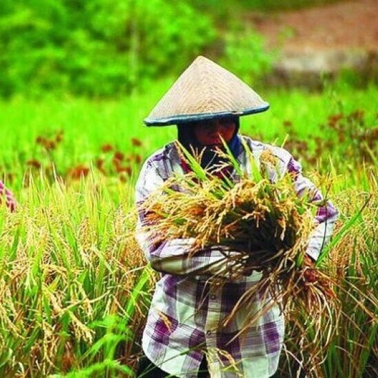 Strategies to Improve National Food Security: PT Matari Agro Indonesia's Contribution to Sustainable Agricultural Transformation