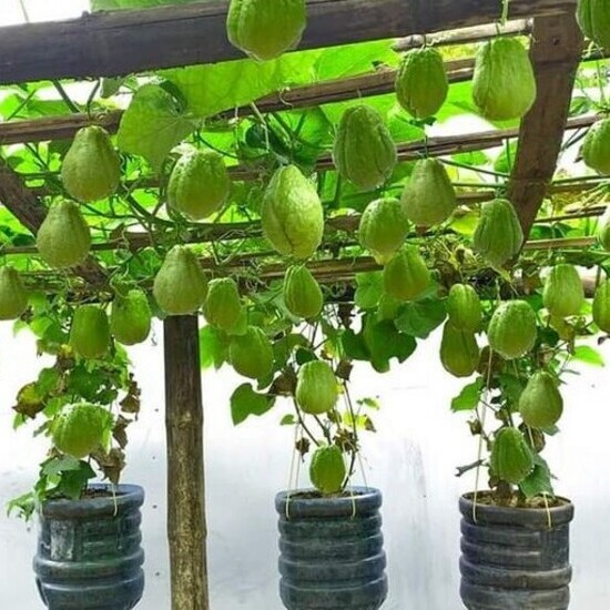 How to Plant Chayote in Pots: A Practical Guide for Gardening in Limited Space