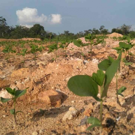 Pertanian Inovatif, Model Bioindustri Berkelanjutan di Lahan Bekas Tambang