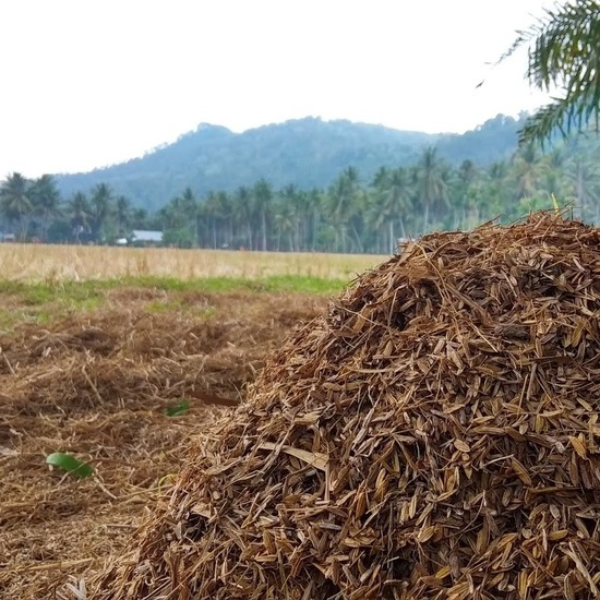 Sustainable Agriculture Solutions: Utilization of Agricultural Waste for Organic Fertilizer