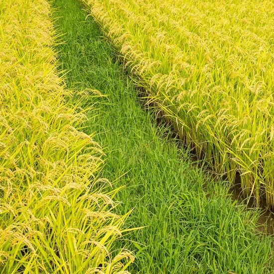 Smart Farming Solutions to Increase Rice Production Amidst Climate Change