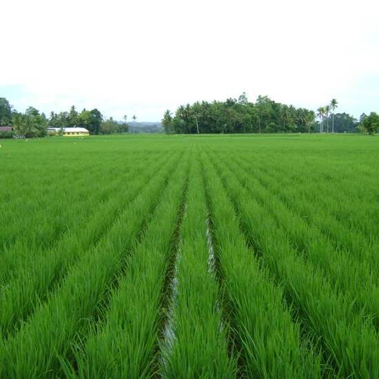 Biosistem Tanaman Padi, Meningkatkan Produktivitas dan Mengatasi Tantangan Pertanian