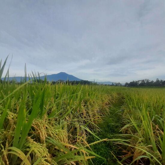 New Technologies Used to Improve Rice Quality