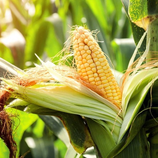 Agribusiness Opportunities and Utilization of Corn Crop Results