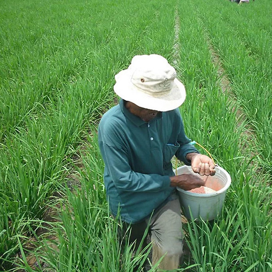 Fertilizer and Nutrient Optimization Strategy for Sustainable Rice