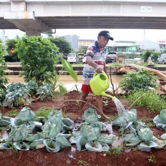 Urban Agriculture: Creative Solutions to Meet Food Needs in Urban Environments