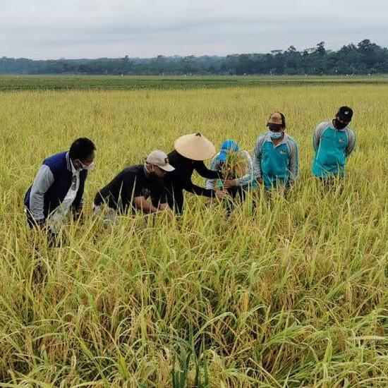 Meningkatkan Produktivitas Pertanian Melalui Konsultan Manajemen: Strategi Efektif untuk Peningkatan Hasil