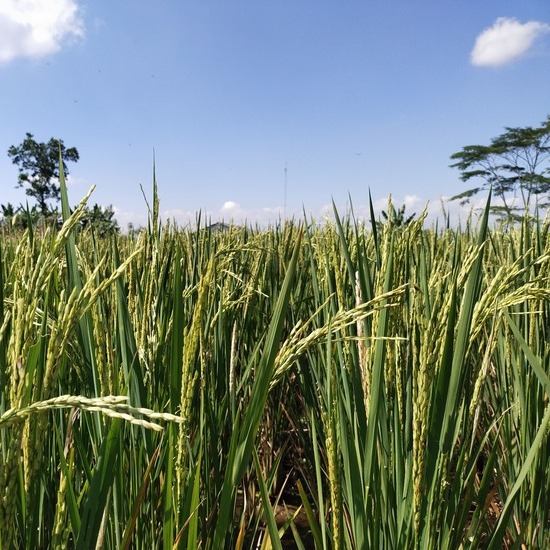 Strategi Meningkatkan Hasil Produksi Padi dengan Manajemen Agribisnis Modern