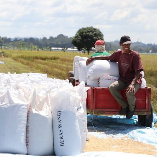 Grain Supply Chain in the Rice Industry: From Farmers to Rice Mills