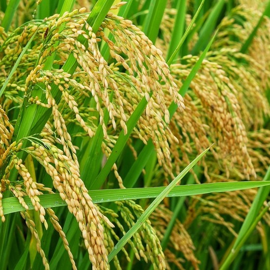 Tips for Increasing Rice Productivity with the SRI (System of Rice Intensification) Method