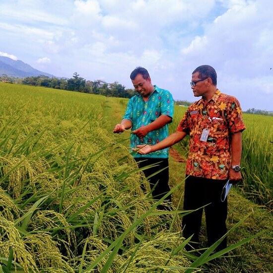 Korporasi Petani yang Berdaya, Strategi Akselerasi untuk Peningkatan Produktivitas dan Pendapatan