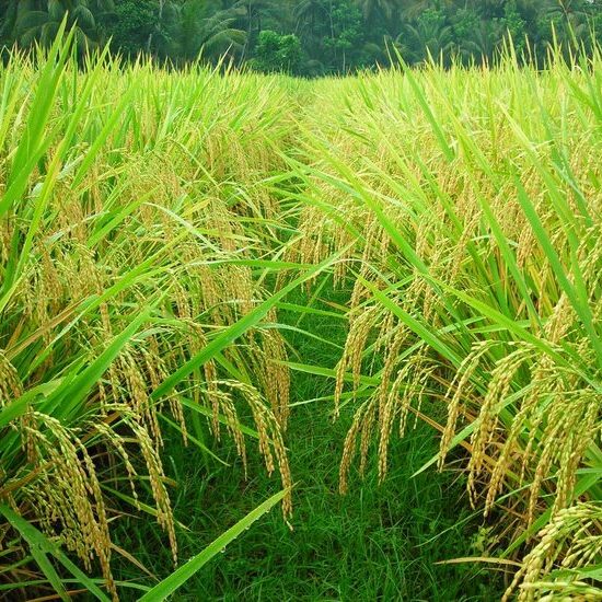 Innovation in Rice Cultivation: Advanced Technology, Environmentally Friendly, and Precision