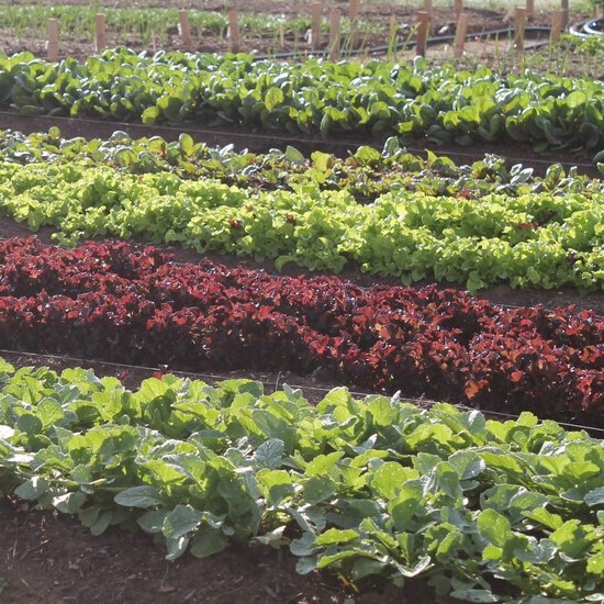 Profitable Business Opportunities from Organic Vegetable Farming