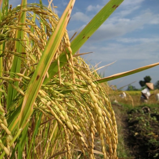 The Secret to Caring for Rice Plants So They Grow Well and Are Free of Pests!