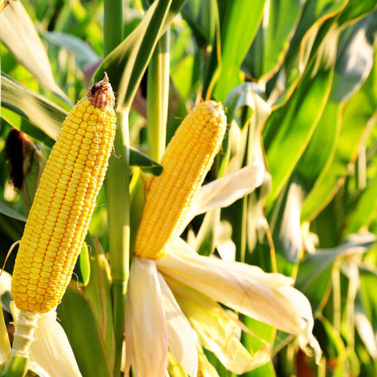 Practical Guide for Corn Farmers: From Quality Seeds to Bountiful Harvests