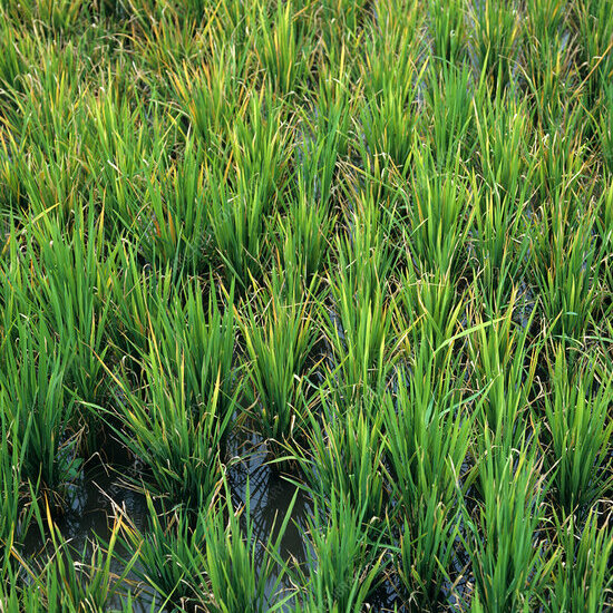 Tungro Control Strategy in Rice Plants for Sustainable Agriculture