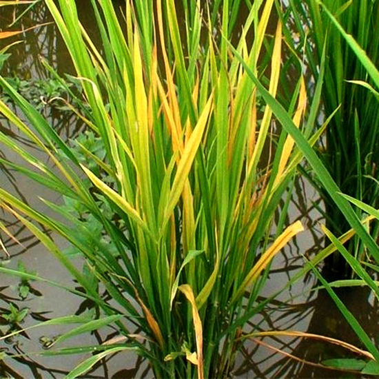 Practical Guide: How to Overcome Tungro Disease in Rice Plants