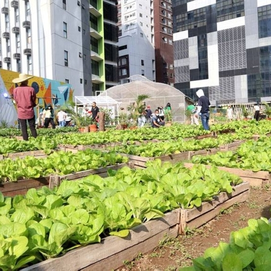 Practical Guide to Organic Vegetable Cultivation in Urban Areas